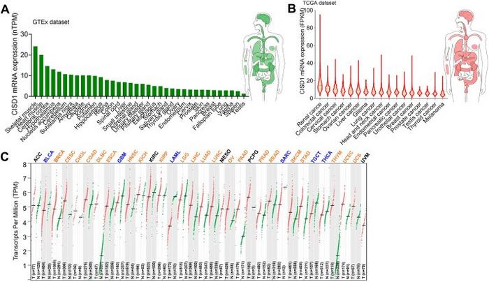 The mRNA expression levels of CISD1 in human pan-cancer.