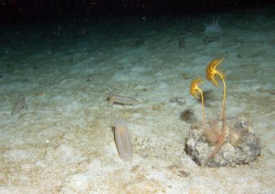 Feather Stars
