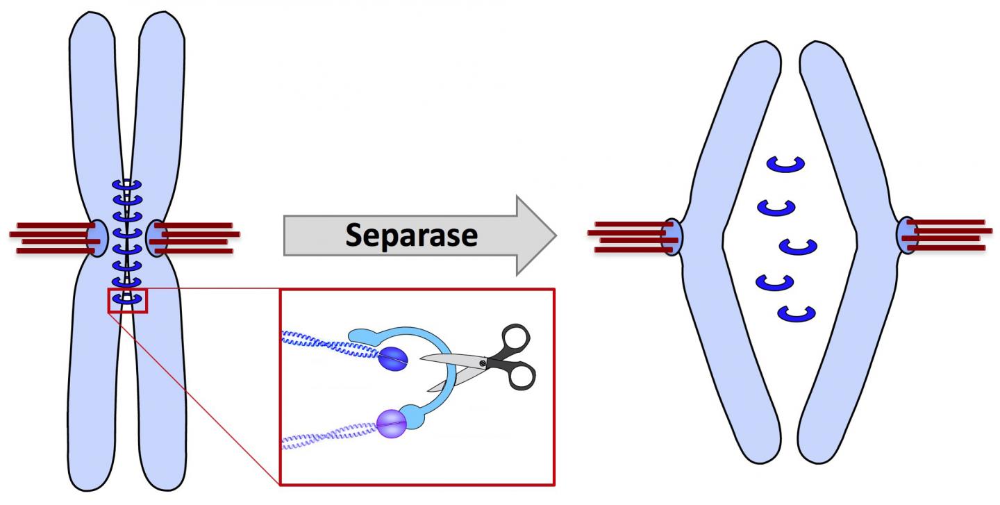 Cutting the Cohesin