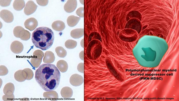 Neutrophils