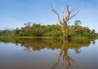 Amazonian Wetlands