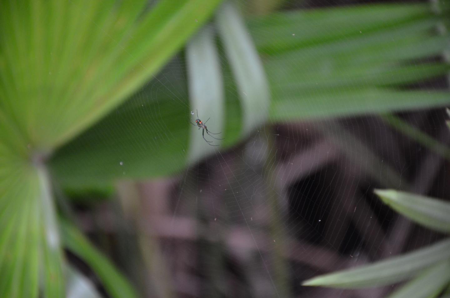 Spider