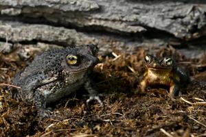 Puerto Rican crested toad at Brookfield Zoo Chicago