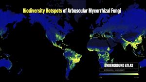 Maps show how poorly protected mycorrhizal biodiversity hotspots are globally