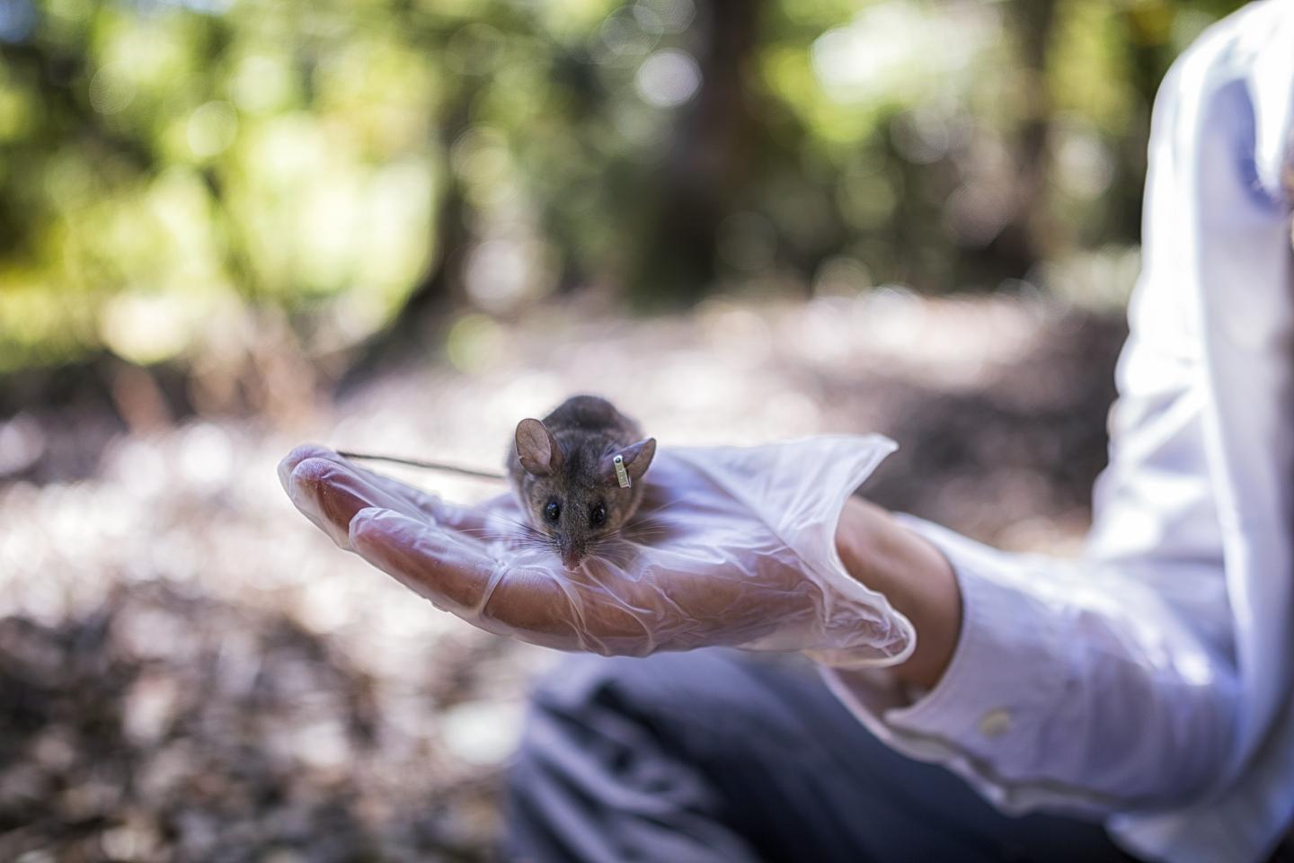 Deer Mouse