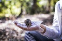 Deer Mouse