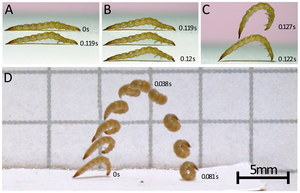 Leaping Larvae!