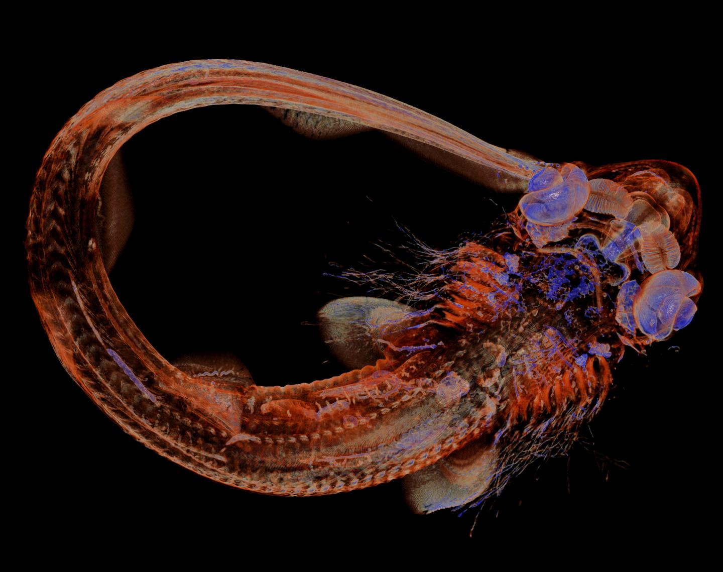 Bird Feathers and Shark Skin: Explained by the Same Patterning Mechanism