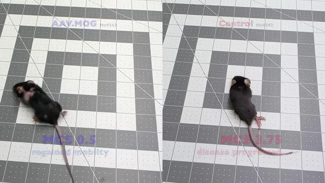 Gene Immunotherapy Protects against MS in Mice