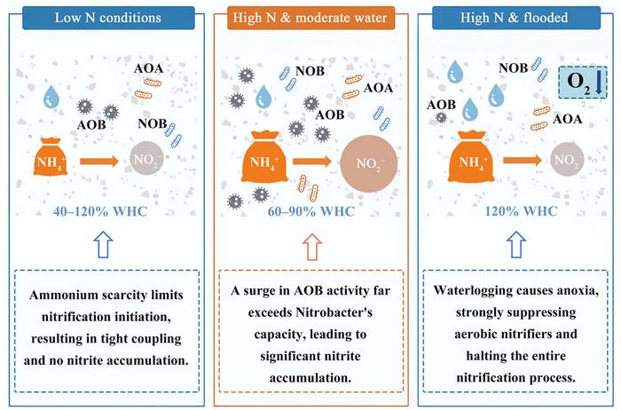 Soil moisture-driven changes in the balance of ammonia and nitrite oxidation