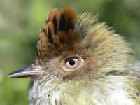 <i>Lophotriccus pileatus</i>