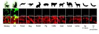 SARS-CoV-2 infected airway epithelial cell (AEC) cultures