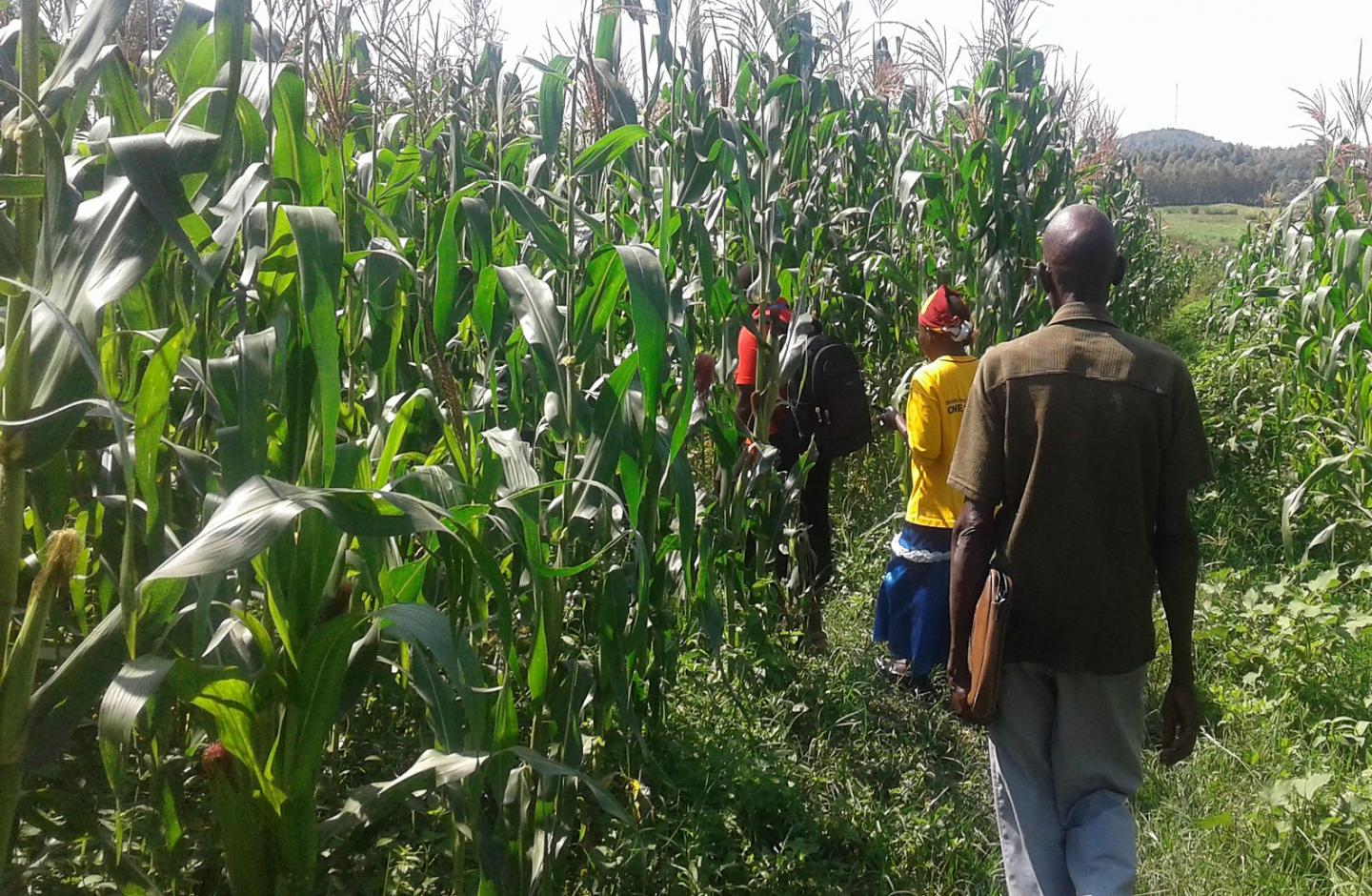 Maize Field
