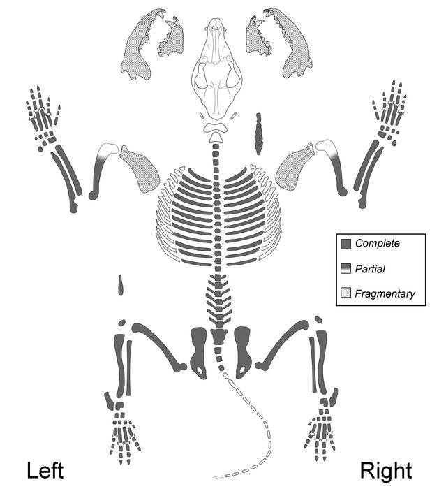 Skeleton layout