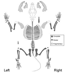 Skeleton layout