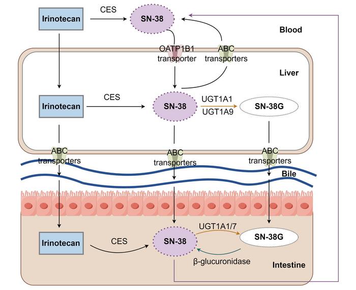 Metabolism of irinotecan in vivo