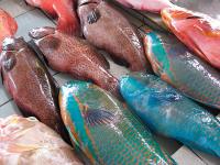 Parrotfish