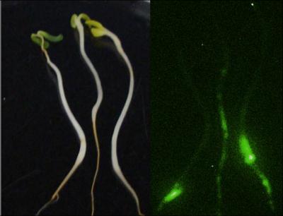 <i>E. coli</i> Revealed