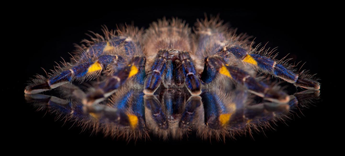 Gooty Sapphire Ornamental Tarantula
