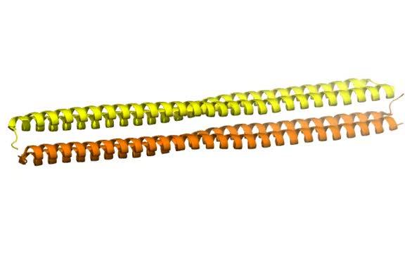 Antifreeze Protein Unexpectedly Holds Water