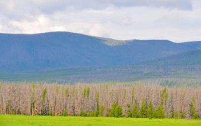 Photo of Forest on the Western Slope of Rocky Mountain National Park