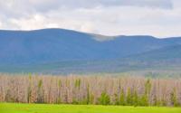 Photo of Forest on the Western Slope of Rocky Mountain National Park