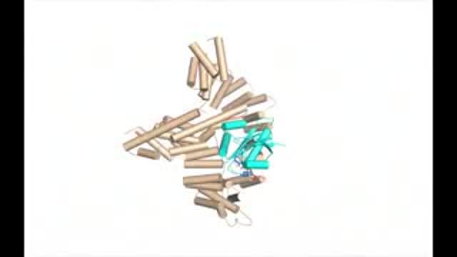 Structure of NatA, an Enzyme Complex that Modifies Most Human Proteins