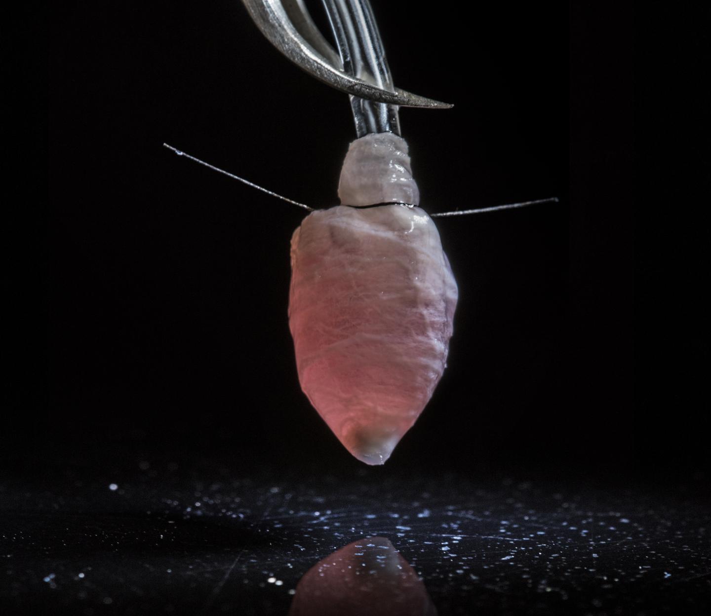 Tissue Engineered Ventricle