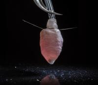 Tissue Engineered Ventricle