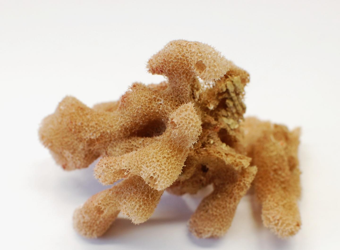 Sponge