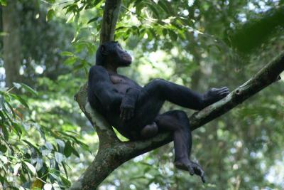 Bonobo