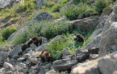 Wolverines