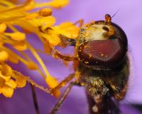Pollen Detection