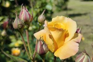 Rose