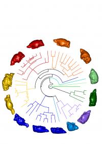 The tree of life