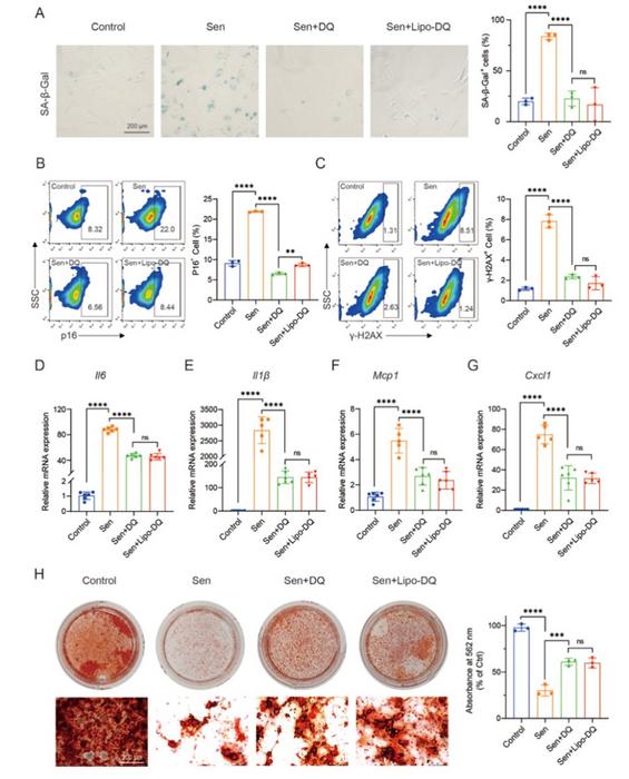 Fig. 3. Liposomal dasatinib and quercetin synergistically eliminate senescent BMMSCs.