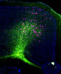 Close-up of Brain Section in in iConnectome