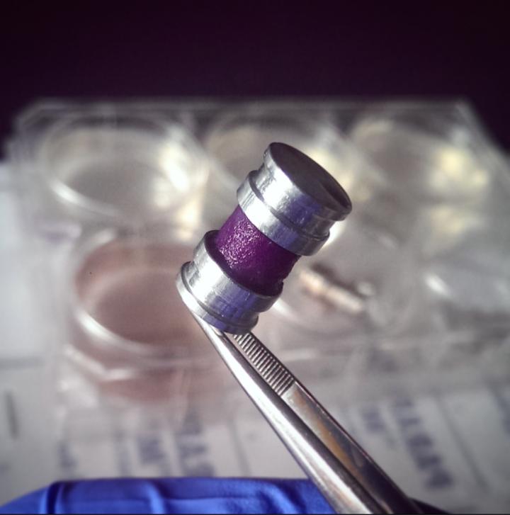 Rolled-up Strip of Engineered Tissue