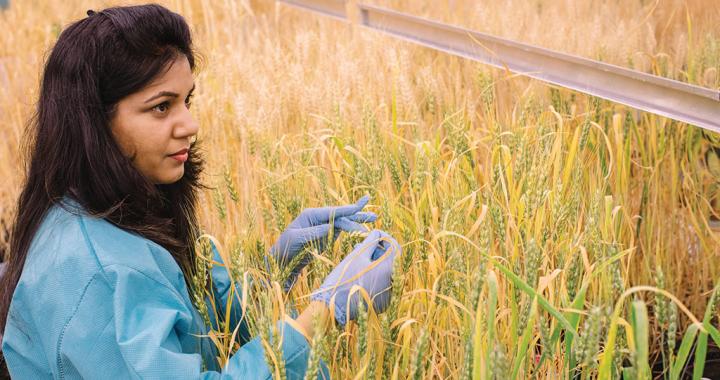 Resistant Wheat