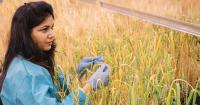 Resistant Wheat