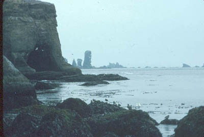 Rocky Intertidal Zone