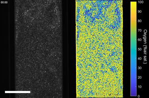 Response of sensPIV particles to changes in oxygen content