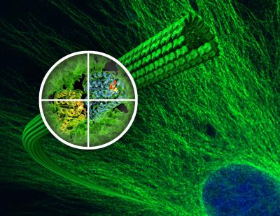 Microtubules in Detail