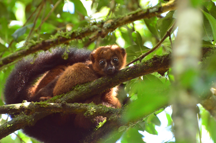 Better metric for prioritizing conservation of “evolutionarily distinctive” species