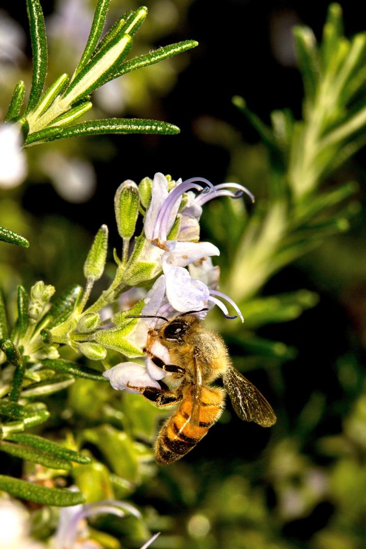 ASU Researchers Discover that Short-Term Starvation Makes Bees Stronger as Adults