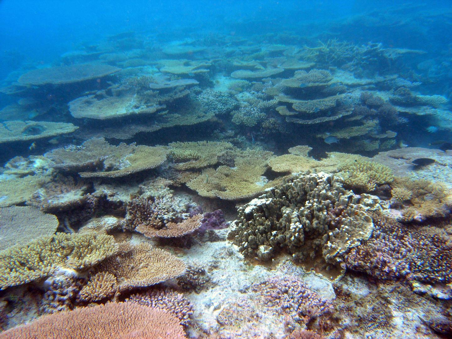 Great Barrier Reef Acropora Coral