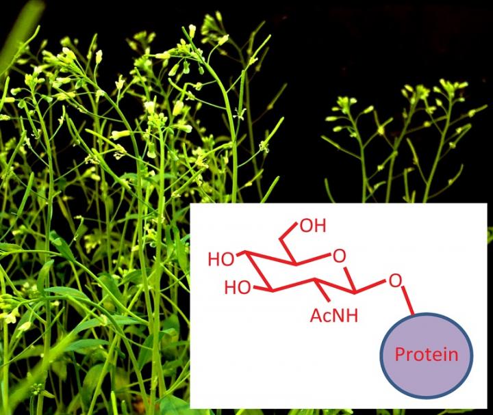 Plant Regulatory Proteins 'Tagged' with Sugar