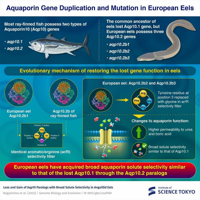 European Eels Regain Broad Solute Permeability Through Aquaporin Gene Mutation