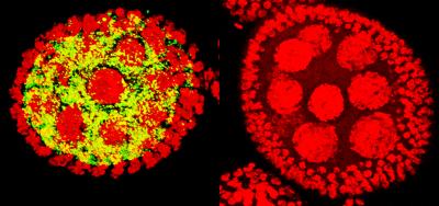 Bacteria Generous with Their Genes [IMAGE] | EurekAlert! Science News ...