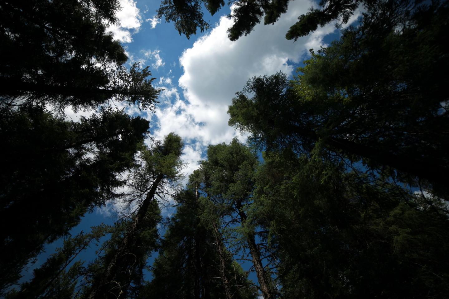 Boreal Forest